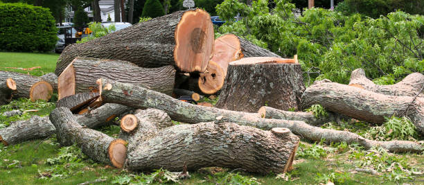 How Our Tree Care Process Works  in  Phillipsburg, KS