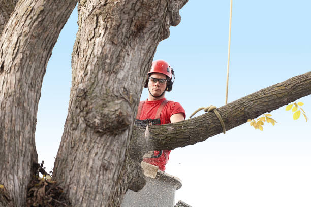 Phillipsburg, KS Tree Removal Services Company